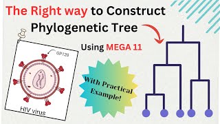 Construct Phylogenetic Tree using Mega 11  Phylogenetic analysis  Bioinformatics Tutorial [upl. by Mcilroy]