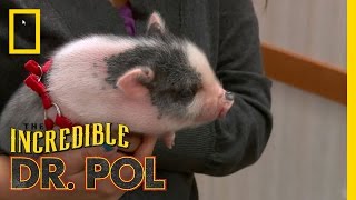 Feisty Squealer  The Incredible Dr Pol [upl. by Hras973]