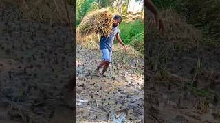 સાચો બાહુબલી😜 Farmers life in Gujarat Village life [upl. by Eilsew]