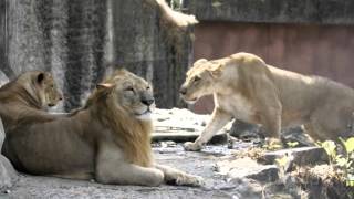 Reportaje  Parque Zoológico Nacional [upl. by Edwine914]