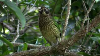 Spotted Catbird pair calling Ailuroedus melanotis  HD Video clip 11 Tim Siggs ABVC [upl. by Steiner]