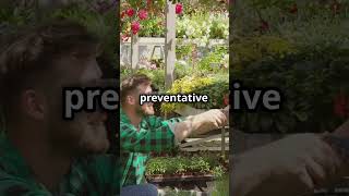 Milk Spray The Secret to Fighting Mildew in Your Gardengardeningtips shorts homemadefertilizer [upl. by Krueger]