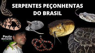 SERPENTES PEÇONHENTAS DO BRASIL [upl. by Kemble]