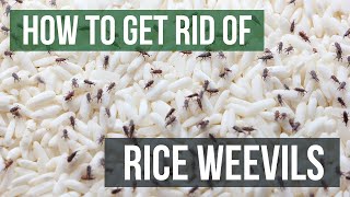 How to Get Rid of Rice Weevils 4 Easy Steps [upl. by Eimat781]