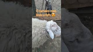 Veja o carneiro mais lindo e fofo do mundo 😍🤣 videoengraçado animais carneiros carneiro  bichos [upl. by Ludeman]