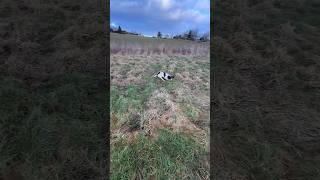 Springer Spaniel puppy hunting 🤙🏻 Gundog Training dogtraining hunting [upl. by Clyde964]