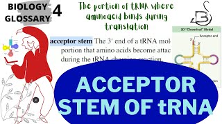 ACCEPTOR STEM OF tRNA  Glossary  Raven Biology [upl. by Ratha896]