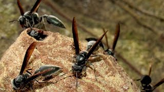 Warrior wasp nest Synoeca septentrionalis [upl. by Slade608]