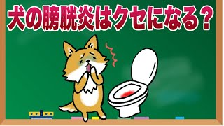 【犬の膀胱炎は癖になる？】繰り返さないために知っておくべき原因と対策 [upl. by Koressa]