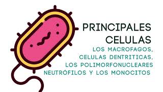 Bacteria Lactobacillus Acidophilus  INMUNOLOGIA [upl. by Merrily]