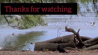 🕋🕌🙏🇬🇧🌳🦤🦢relaxing wollaton Park Nottingham UK vlog 4k walk [upl. by Ormand]