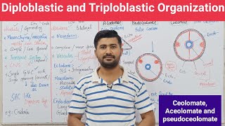 102 Diploblastic and Triploblastic Organization  Aceolomate  pseudoceolomate and ceolomate [upl. by Regni]