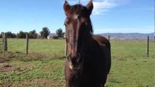 Horse Injury treatment  Mr T Head Swelling PT 1 Catching amp Doctoring  Rick Gore Horsemanship [upl. by Aleakcim]