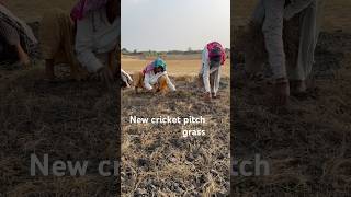 Black soil cricket pitch grass work how to make cricket pitch grass work black soil cricket pitch [upl. by Gromme]