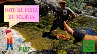 PROYECTO 137  PESCA EN EL COTO DE TOLIBIA 🏞️RÍO CURUEÑO🏞️ [upl. by Alema]