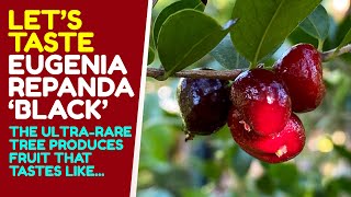 Eugenia repanda Black taste test What a cool fruit and an ornamental tree Taste just like [upl. by Janith307]