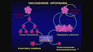 Tmmed endocrinología  3 4 [upl. by Losyram555]