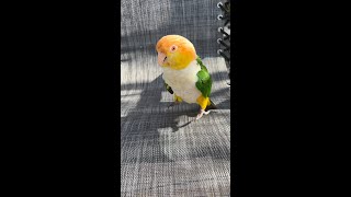 Crazy Caique Jumping On A Trampoline shorts [upl. by Hsiwhem]