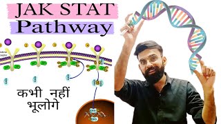 JAK STAT Pathway।NonEnzyme Linked Receptors  Pharmacology Lecture by Naveen Sir [upl. by Liagabba]