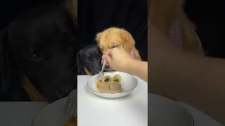 Today Our Wound Is Healed Labrador and Golden The Daily Life Of Two Cute Dogs [upl. by Assirek]