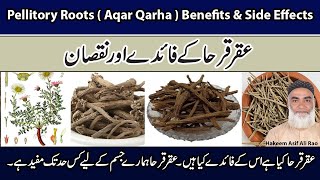 Pellitory Roots  Aqar Qarha  Benefits And Side Effects  Aqar Qarha ke Faidy Aur Nuqsan [upl. by Kcirdle]