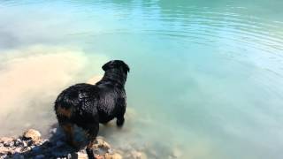 Rottweiler swimming [upl. by Kirk]