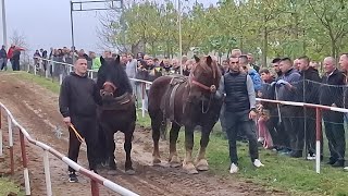 Uparena grla Mirhada Gverića i Samira Aličića [upl. by Hutchings]