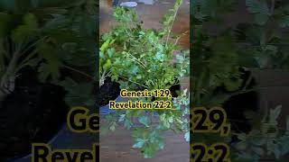 GOT PLANTS faith bible jesuschrist [upl. by Flora]