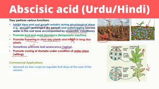 Abscisic Acid in Urdu  Phytohormones [upl. by Thursby52]