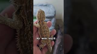 mom reptiles beardeddragon lizard reptiles pets pet reel reels fyp shortvideo shorts [upl. by Lohner]