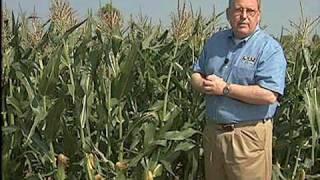 Tips for Growing Corn [upl. by Liartnod]