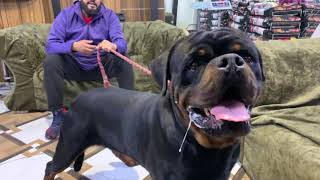 Biggest Rottweiler In India BENETTON Owner Mintoo Yadav From Sakshi Kennel Delhi India  Scoobers [upl. by Letnoj]