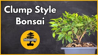 Making a Ficus Clump Style Bonsai [upl. by Alegnaoj]