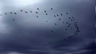 Cormorant Flock Flying [upl. by Thetos]