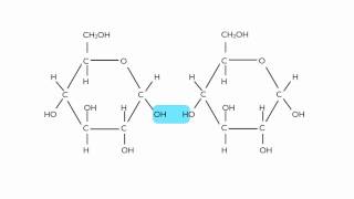 Hydrolysis of Maltose [upl. by Nivre]