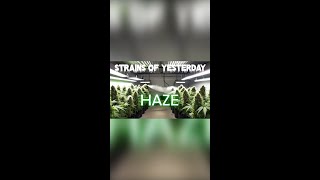 Strains of Yesterday  HAZE [upl. by Elac]