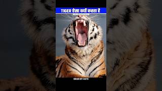 Why Tiger Mimics Other Animals Voices To Hunt😱 [upl. by Isteb]