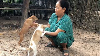 Puppy Playtime my mother playing together with puppies so happy puppyplaytime [upl. by Tacita]