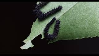 imperialis cecropia and regalis caterpillars  1st instar feeding [upl. by Gipson]