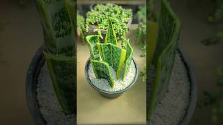 short propagatesnakeplant without water houseplants sansevieria [upl. by Ahsirak]