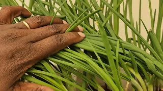 How to Grow Green Onions in Waste Packaging at Home [upl. by Harmony]