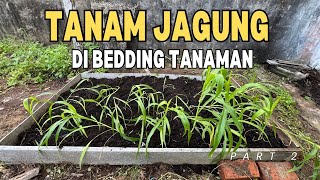 Projek Kebun Sayur  Menanam Pokok Jagung  Cili  Tomato di Bedding Tanaman [upl. by Starling717]