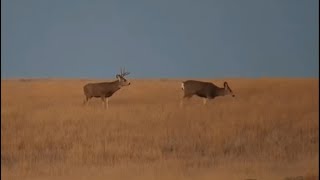 Male mule deers thoughts seem to be to mate  Bison Calving Plains  GNP  exploreorg [upl. by Nahtanohj]