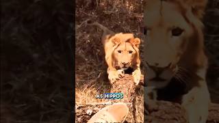 photographer surrounded by a herd of lions in a tree lions animals shorts [upl. by Secundas335]