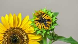 Sunflower Time Lapse [upl. by Gennaro]