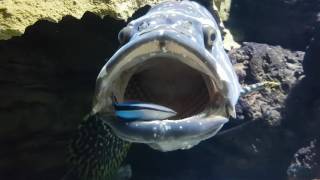 Queensland grouper and cleaner wrasse at Tropicarium Kolmården [upl. by Adnamal86]