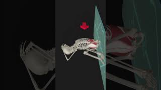 Anatomy Of Abdominal Crunches  3D Animation anatomy 3danatomy [upl. by Ewall101]