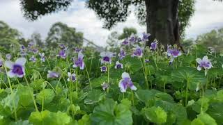 Australian Native Violet [upl. by Gove]