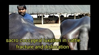 tail dislocation in cattlesacrococcygeal luxationfracture how vet diagnosed treatment options [upl. by Siri]