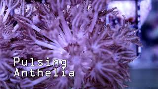 Pulsing Anthelia Coral [upl. by Gussman]